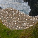 Shetland 214 copia